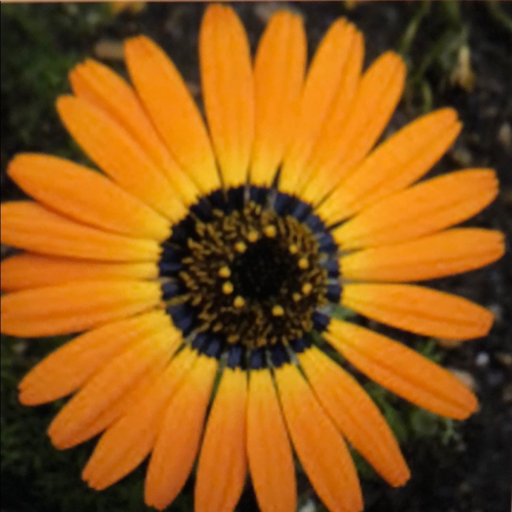 Meet your Posher, Terri